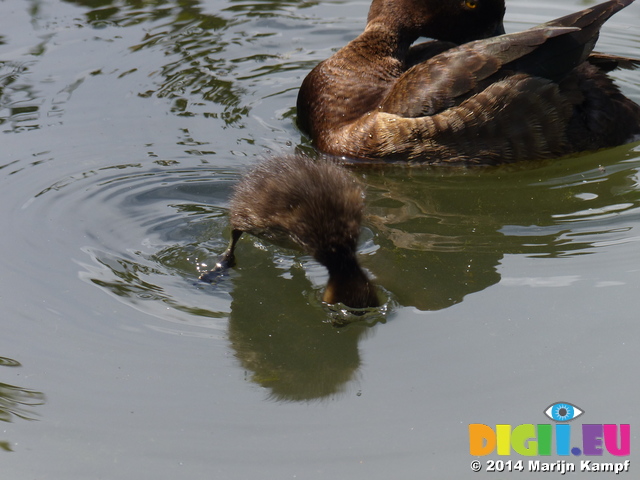 FZ006035 Tufted duckling (Aythya fuligula) diving